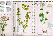 Schema punto croce Piante Aromatiche 6