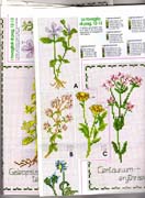 Schema punto croce Piante Aromatiche 8