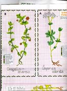 Schema punto croce Piante Aromatiche 9