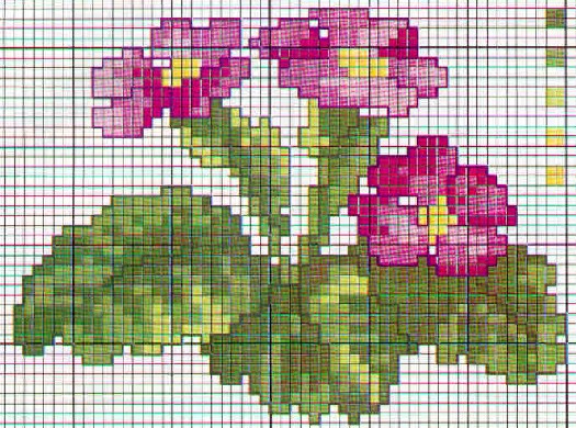 Schema punto croce Fiori Primula