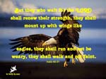 Isaia-40-31