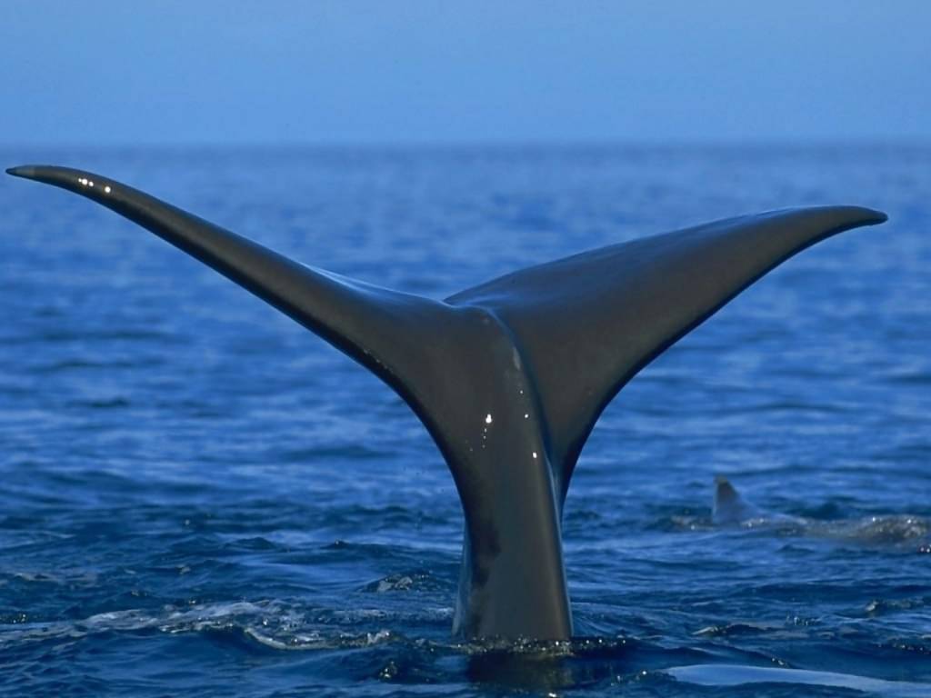 Cetacei