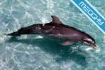 Delfini