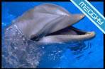 Delfini