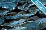 Delfini