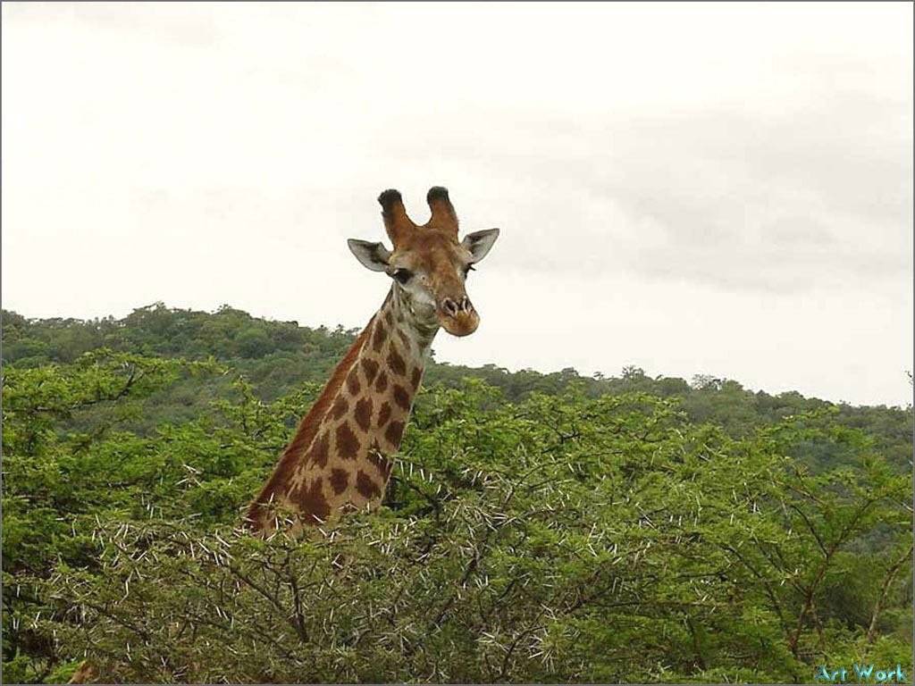 Giraffe