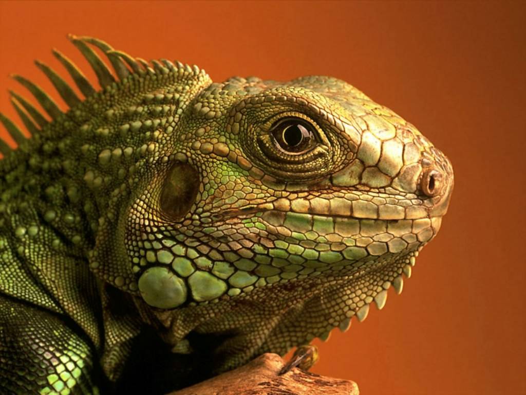 Iguane