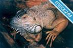 Iguane