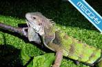Iguane