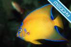 Pesci Tropicali