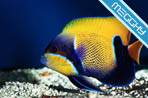 Pesci Tropicali