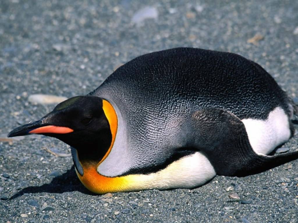 Pinguini