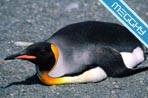 Pinguini