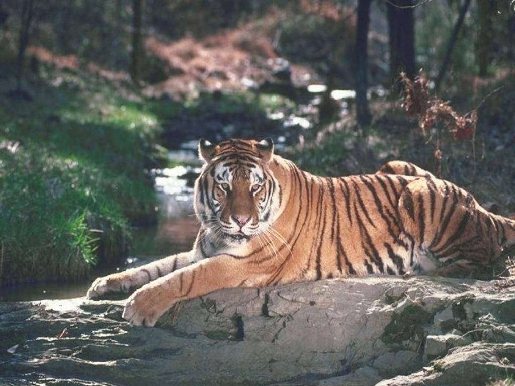 Tigri