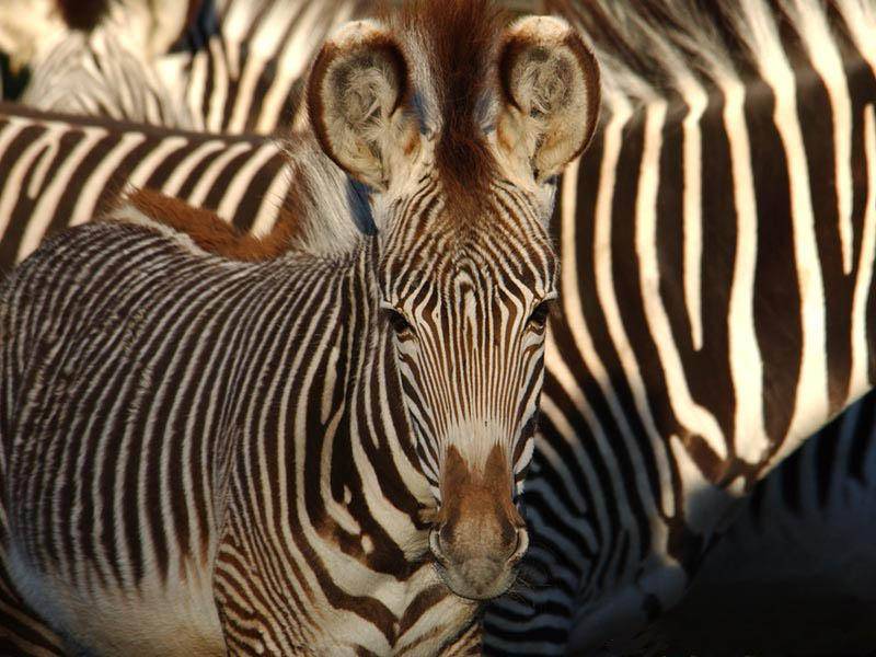 Zebre