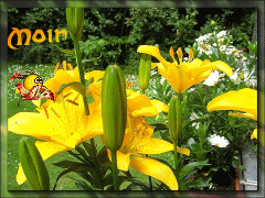 Emoticons 1655 Emozioni