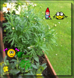 Emoticons 773 Emozioni