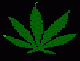 cannabis