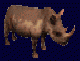 rinoceronti